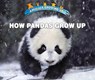 How Pandas Grow Up - IDZIKOWSKI,  Lisa - 9780766096561