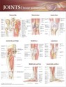 Joints of the Lower Extremities Anatomical Chart -  - 9780781786607