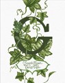 G: Forever Green - Carlos Mota - 9780865654082
