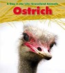Ostrich - SPILSBURY,  Louise - 9781406219005