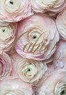 Paris in Bloom Notebook (Ranunculus) -  - 9781419726910