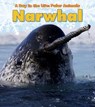 Narwhal - Katie Marsico - 9781432953393