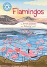 Reading Champion: Flamingos - Sarah Snashall - 9781445175157