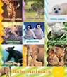 Baby Animals in the Wild - Chronicle Books - 9781452134123