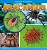 Arachnids - Pamela Dell - 9781474734578