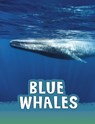 Blue Whales - Mari Schuh - 9781474796187