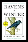 Ravens in Winter - Bernd Heinrich - 9781476794570