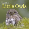 Audubon Little Owls Mini Wall Calendar 2025 -  - 9781523526130