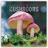 Marvellous Mushrooms Square Wall Calendar 2025 -  - 9781529812824