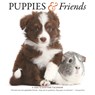 Puppies Friends Square Wall Sunday Start -  - 9781529847550