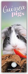 Guinea Pigs Slim Calendar 2026 -  - 9781529847673