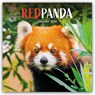 Red Pandas Square Wall Calendar 2026 -  - 9781529847918