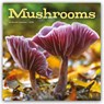 Mushrooms Square Wall Sunday Start Calen -  - 9781529850239