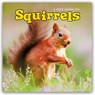 Squirrels Square Wall Sunday Start Calen -  - 9781529898255