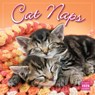 2026 Cat Naps Wall Calendar -  - 9781531943097