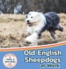 Old English Sheepdogs at Work - Sabrina Lakes - 9781532455353