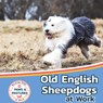 Old English Sheepdogs at Work - Sabrina Lakes - 9781532455353