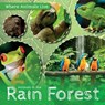 Animals in the Rain Forest - John Wood - 9781534523777