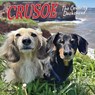 Crusoe the Celebrity Dachshund 2026 7 X 7 Mini Wall Calendar - Ryan Beauchesne - 9781549253539
