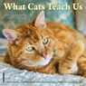 What Cats Teach Us 2026 7 X 7 Mini Wall Calendar - Willow Creek Press - 9781549253829
