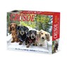 Crusoe the Celebrity Dachshund 2026 5.4 X 6.2 Box Calendar - Ryan Beauchesne - 9781549254086