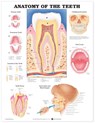 Anatomy of the Teeth Anatomical Chart -  - 9781587791000