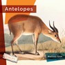 Antelopes - Melissa Gish - 9781640265943