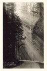 Vintage Journal Sunbeams and Redwoods - Found Image Press - 9781648117992