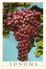 Vintage Journal Sonoma Grapes - Found Image Press - 9781648118500