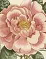 John Derian Picture Book II - John Derian - 9781648294167
