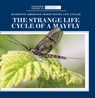 The Strange Life Cycle of a Mayfly - Anna McDougal - 9781725350908