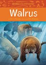 Animals Illustrated: Walrus - Herve Paniaq - 9781772271423
