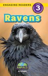 Ravens - Aj Knight - 9781774768402