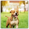 American Staffordshire Terriers - American Staffordshire Terrier 2025 - 16-Monatskalender -  - 9781804424209
