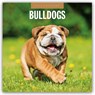 Bulldogs - Bulldoggen 2025 - 16-Monatskalender -  - 9781804424414