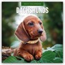 Dachshunds - Dackel - Dachshunde 2025 - 16-Monatskalender -  - 9781804424537