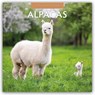 Alpacas 2026 Square Wall Calendar - Red Robin - 9781804427019