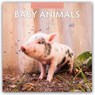 Baby Animals 2026 Square Wall Calendar - Red Robin - 9781804427040