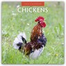 Chickens 2026 Square Wall Calendar - Red Robin - 9781804427156