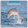 Dolphins 2026 Square Wall Calendar - Red Robin - 9781804427231