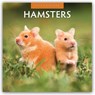 Hamsters  2026 Square Wall Calendar - Red Robin - 9781804427330