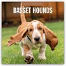 Basset Hounds 2026 Square Wall Calendar - Red Robin - 9781804427699