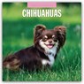Chihuahuas 2026 Square Wall Calendar - Red Robin - 9781804427927