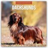 Dachshunds 2026 Square Wall Calendar - Red Robin - 9781804427996