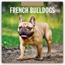 French Bulldogs 2026 Square Wall Calendar - Red Robin - 9781804428092