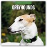 Greyhounds 2026 Square Wall Calendar - Red Robin - 9781804428184