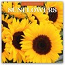 Sunflowers 2026 Square Wall Calendar - Red Robin - 9781804429341
