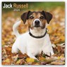 Jack Russell Calendar 2024 Square Dog Breed Wall Calendar - 16 Month -  - 9781804600573