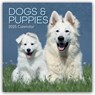 Dogs and Puppies - Hunde und Welpen 2025 - 12-Monatskalender -  - 9781835360255