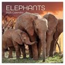 Elephants - Elefanten 2025 - 16-Monatskalender - Comello - 9781835360361